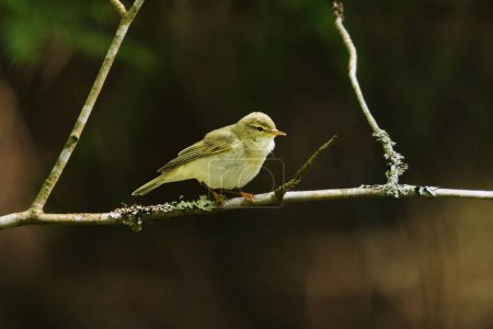willow warbler (Phylloscopus trochilus) in the forest in spring.
