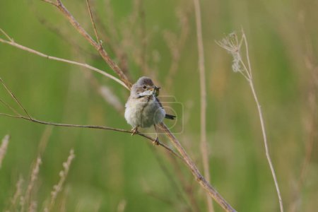 Common whitethroat or greater whitethroat (Curruca communis) perched with a caterpillar in it's peak in summer.