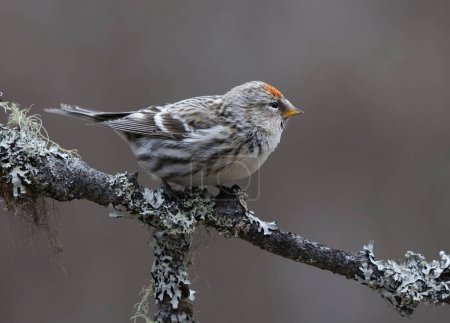 Common redpoll (Acanthis flammea) sitting on a branch in spring.