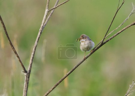 Common whitethroat or greater whitethroat (Curruca communis) perched with a caterpillar in it's peak in summer.