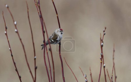 Common redpoll (Acanthis flammea) sitting on a willow branch in spring.