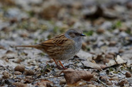 Dunnock (Prunella modularis) looking for food on the ground in garden in spring.