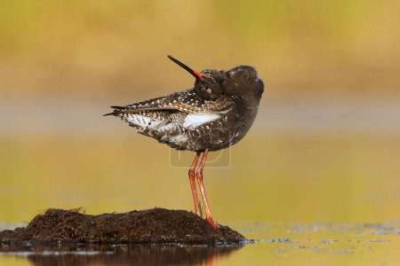 Spotted redshank (Tringa erythropus) preening feathers in the wetlands in summer.