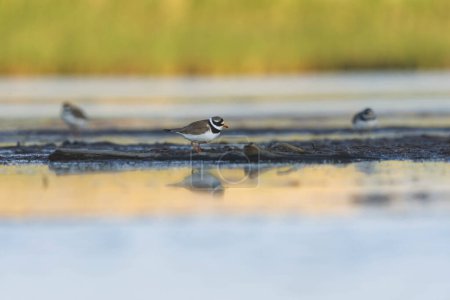 Common ringed plover or ringed plover (Charadrius hiaticula) in the wetlands in summer.