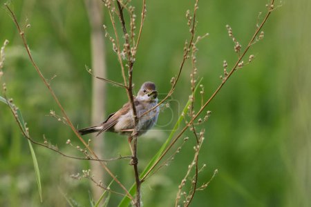 Common whitethroat or greater whitethroat (Curruca communis) perched with a caterpillar in it's beak in summer.