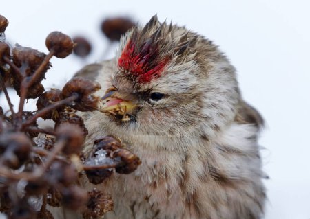 Common redpoll (Acanthis flammea) feeding on tansy seeds closeup in early spring.