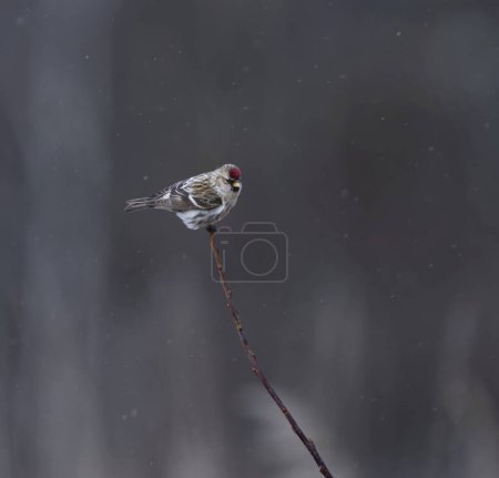 Common redpoll (Acanthis flammea) in snowfall sitting on a branch in spring.