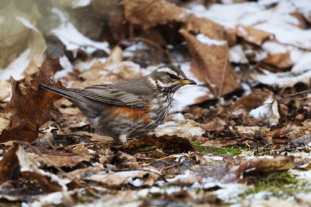Redwing (turdus iliacus) in snowfall looking for food in the garden in spring.