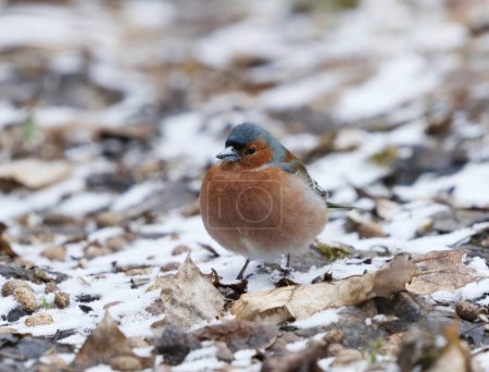 Common chaffinch (Fringilla coelebs) male in the garden looking for food in early spring.