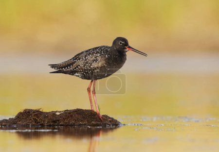 Spotted redshank (Tringa erythropus) resting in the wetlands in summer.