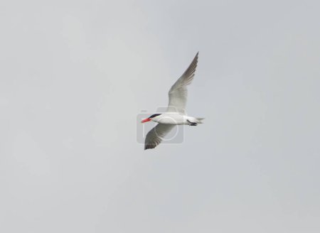 Photo for Caspian tern (Hydroprogne caspia) flying in the sky in summer. - Royalty Free Image