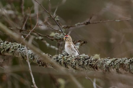 Common redpoll (Acanthis flammea) perched in a tree in the forest in spring.