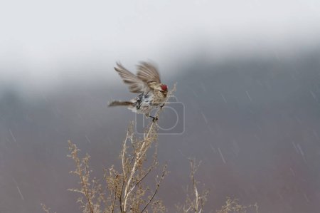 Common redpoll (Acanthis flammea) in snowfall in spring.