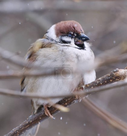 Eurasian tree sparrow (Passer montanus) with avian poxvirus resting in a bush in snowfall in spring.