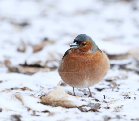 Common chaffinch (Fringilla coelebs) male in the garden looking for food in early spring.