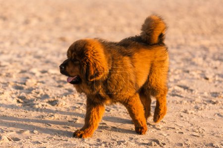Photo for Chiwa- red tibetan mastiff puppy on the beach. - Royalty Free Image
