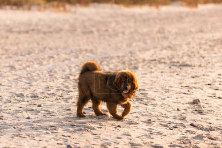 Photo for Chiwa- red tibetan mastiff puppy on the beach. - Royalty Free Image