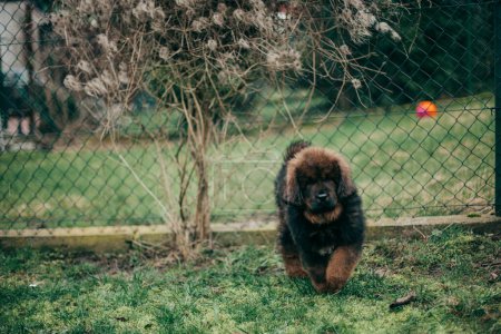 Photo for Puppy of Tibetan Mastiff in back garden. - Royalty Free Image