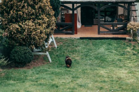 Photo for Puppy of Tibetan Mastiff in back garden. - Royalty Free Image