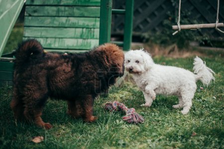 Photo for Puppy of Tibetan Mastiff and Maltese playing in back garden. - Royalty Free Image