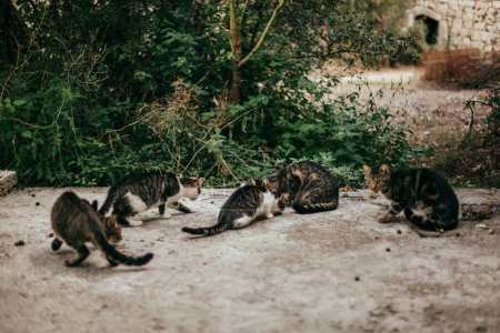 Photo for Wild cats in Zuljana, Croatia, - Royalty Free Image