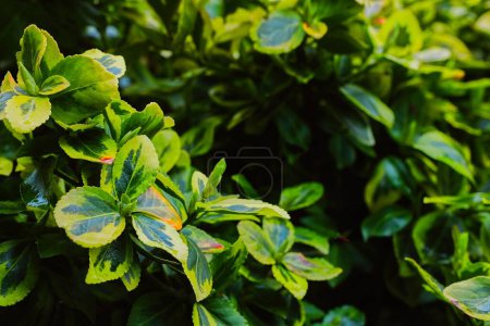 Photo for A beautiful triphelium in my garden at the beginning of spring. A well-groomed bush with yellow-green leaves on a rainy day. - Royalty Free Image