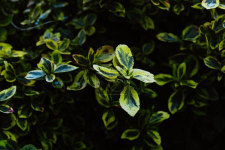 Téléchargez les photos : Un beau triphélium dans mon jardin au début du printemps. Un buisson bien entretenu avec des feuilles jaune-vert un jour de pluie. - en image libre de droit