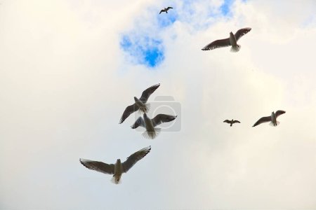 A flock of seagulls flying by the lighthouse in Kolobrzeg, Poland.