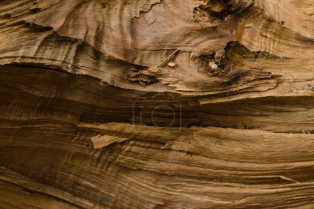 Photo for A piece of raw and chopped wood. - Royalty Free Image