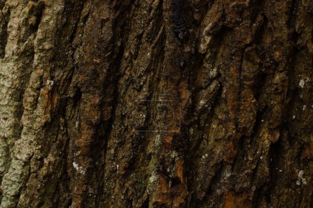 Photo for The texture of a piece of fresh maple wood bark. - Royalty Free Image