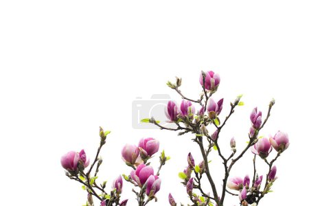 Photo for Blooming magnolia tree in the garden. - Royalty Free Image