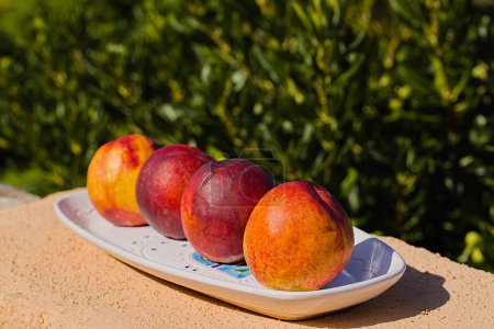 Photo for Four ripe peaches align on a white plate by the Sardinian sea. Bathed in southern sun, it's a delicious taste of Italian beach bliss. Healty, fresh, organic fruits. - Royalty Free Image