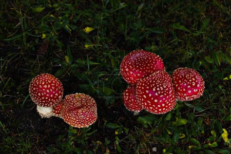 Photo for Small crimson mushrooms thrive beneath a spruce, adding a pop of color to the grassy landscape, evoking a magical atmosphere. - Royalty Free Image