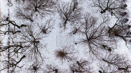 Aerial view of snow-clad lawns and leafless trees in Poznan Citadel during January winter, shot by drone.