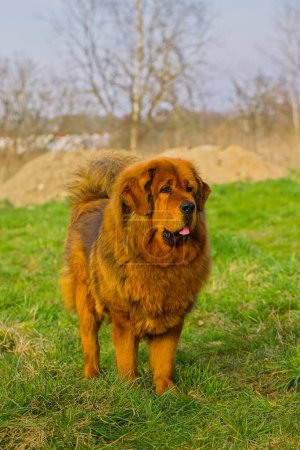 A red Tibetan Mastiff stands on a meadow with partially dried grass, its deep red coat blending with the surroundings as it attentively observes the surrounding terrain