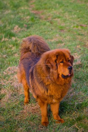 A red Tibetan Mastiff stands on a meadow with partially dried grass, its deep red coat blending with the surroundings as it attentively observes the surrounding terrain