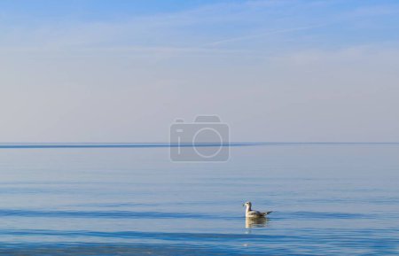 A white seagull peacefully floating on the serene waters of the Baltic Sea in Mrzezyno, West Pomeranian Voivodeship. The bird contrasts beautifully with the blue sea.