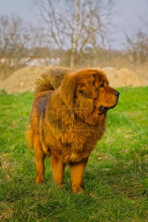 Eine rote tibetische Dogge steht auf einer Wiese mit teilweise getrocknetem Gras, ihr tiefrotes Fell fügt sich in die Umgebung ein, während sie aufmerksam das umliegende Gelände beobachtet.