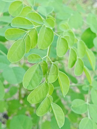 Téléchargez les photos : Moringa oleifera, feuilles de Moringa sur l'arbre, - en image libre de droit