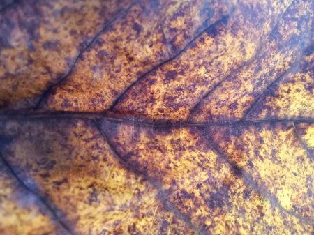 Foto de Primer plano textura borrosa de hojas de teca secas - Imagen libre de derechos