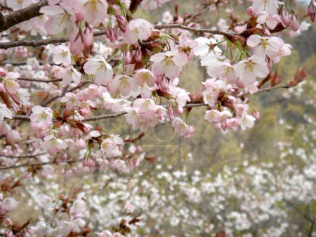  Japanese Cherry blossoms (SAKURA) in full bloom. whole  surface , horizontal position. 