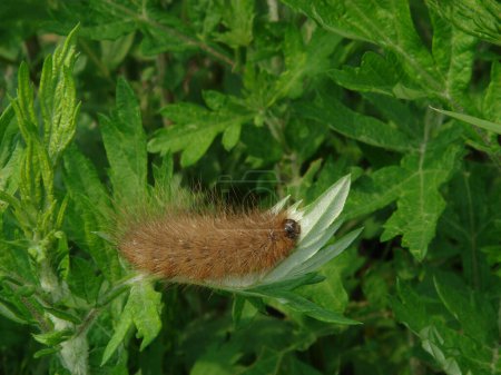 Big brown colored fuzzy caterpillar on the mugwort leaves.closeup,Horizontal position. 