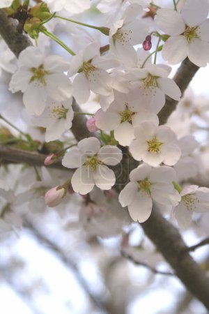 Kirschblüten in Großaufnahme, vertikale Position.