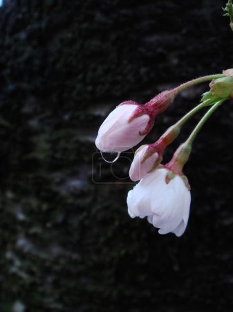Cherry blossom buds with water drop.