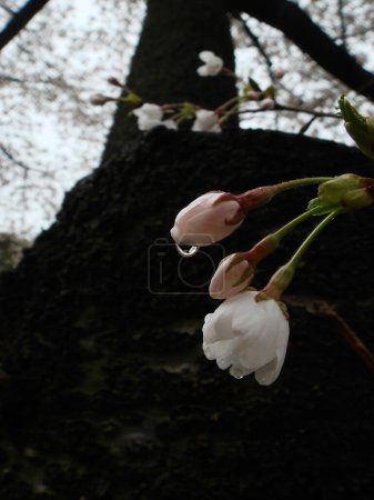 bourgeons de fleurs de cerisier avec goutte d'eau, après la pluie.