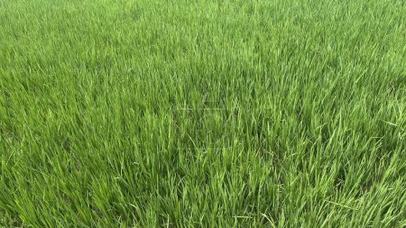 Césped verde fresco en la tierra agrícola