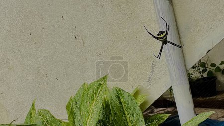 Photo for Closer view of the toxic spider hanging on a plant - Royalty Free Image