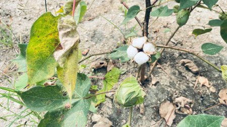 Foto de El algodón puro fue cultivado recientemente en la planta - Imagen libre de derechos