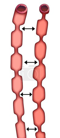 Illustration for Small intestine parallel placement diagram vector illustration, - Royalty Free Image