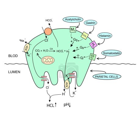 Ilustración de Fisiología de la célula parietal gástrica explicación diagrama vector ilustración - Imagen libre de derechos